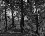 Wilding Pine by Conor Clarke contemporary artwork print