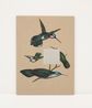Mexican Hummingbirds by Gabriela Bettini contemporary artwork Painting