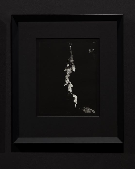 Tap Process Study by Joyce Campbell contemporary artwork Photography