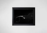 Female Captive Huia by Fiona Pardington contemporary artwork print