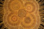 Mary Dhapalany contemporary artist