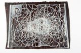 By The Book by Fiona Hall contemporary artwork works on paper