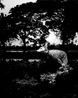 Lets Sing an Old Song by Soumya Sankar Bose contemporary artwork Photography