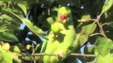 Parrot by Hilary Lloyd contemporary artwork moving image