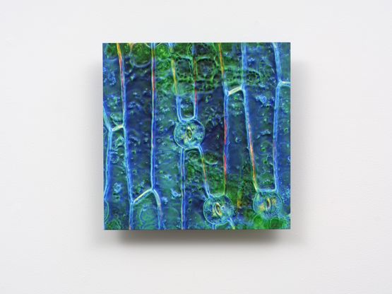 Planet Waves and Cellular Memories IV by Elizabeth Thomson contemporary artwork Painting