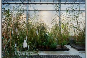Thomas Struth