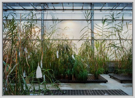 Sorghum Danforth Plant Science Center St. Louis by Thomas Struth contemporary artwork Print