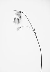 Eriophorum angustifolium Schmalblattriges Wollgras by Peter Mathis contemporary artwork photography print