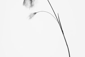 Peter Mathis