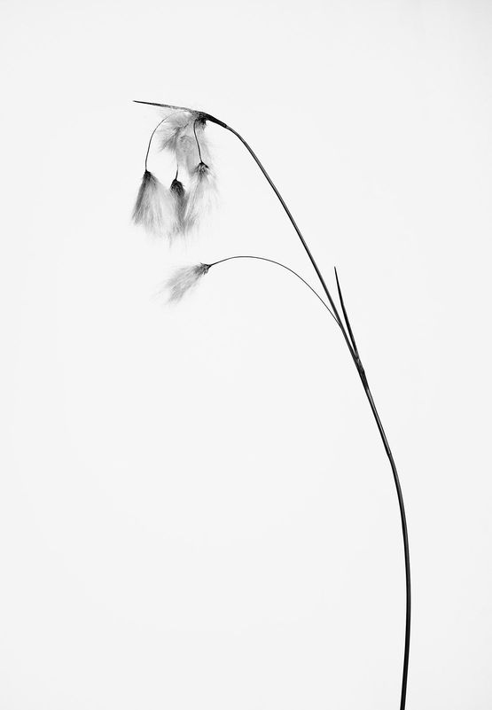 Eriophorum angustifolium Schmalblattriges Wollgras by Peter Mathis contemporary artwork Photography