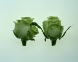 Rose Paris 03 aout 2002 by Jean-Luc Moulene contemporary artwork photography