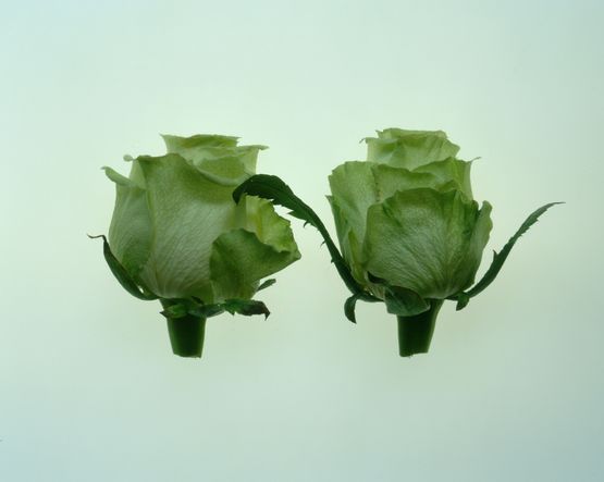 Rose Paris 03 aout 2002 by Jean-Luc Moulene contemporary artwork Photography