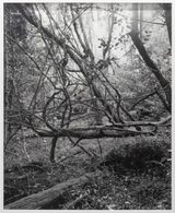 Untitled Vines II by Harry Culy contemporary artwork photography