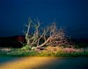 Route la Campagne avec Arbre. Soir. Au virage de la departementale qui relie Roussillon Gargas entre les Clos de lOUrbane et Les Bourgues by Gerard Byrne contemporary artwork Photography