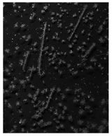 Crystals XIII by Tomoko Yoneda contemporary artwork photography