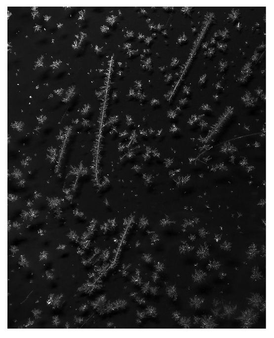 Crystals XIII by Tomoko Yoneda contemporary artwork Photography
