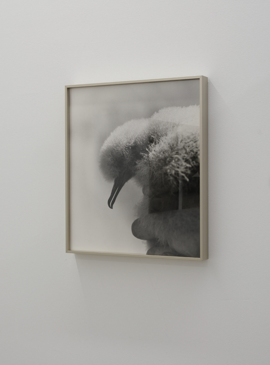 Holding for Ted Howard by Conor Clarke contemporary artwork Photography