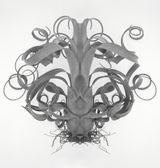 Plant Portrait - Tillandsia 01 by Ji Zhou contemporary artwork photography print