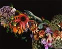 qaradise by Nobuyoshi Araki contemporary artwork Photography