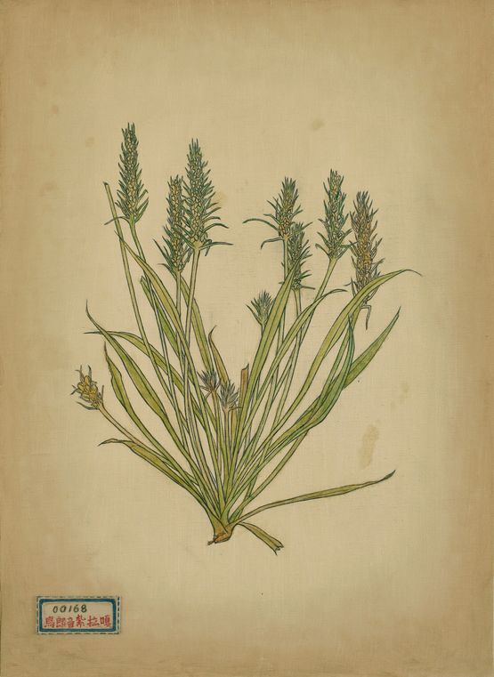 Mu YishaoWulangyinzhalaga  by Liu Chuanhong contemporary artwork Painting