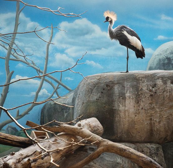 Black crowned crane and rocks by Eric Pillot contemporary artwork Photography