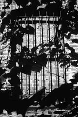 Sem titulo Untitled by Gabriel Branco contemporary artwork print