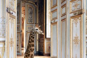 Karen Knorr