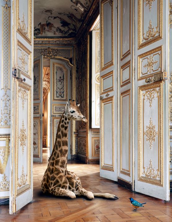 The Grand Monkey Room 3 Chateau de Chantilly by Karen Knorr contemporary artwork Painting