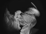 Dead Bee Portrait 12 by Anne Noble contemporary artwork photography