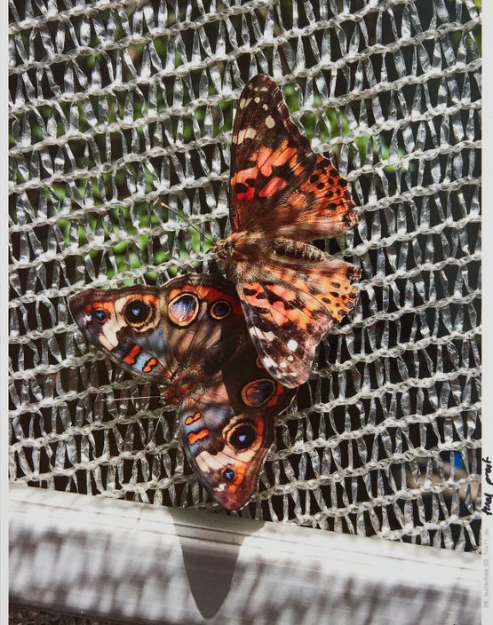 Butterflies by Roe Ethridge contemporary artwork Print