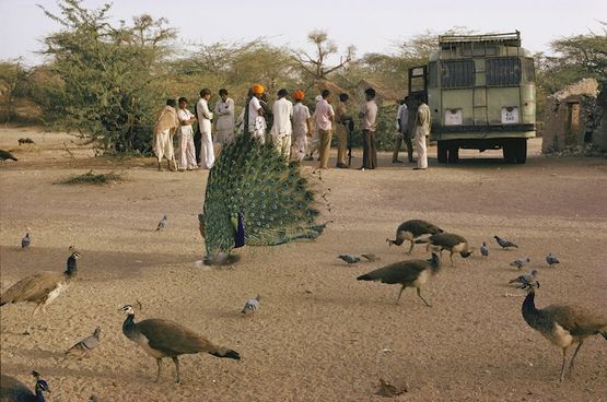 A village bus stop Barmer by The Estate Of Raghubir Singh contemporary artwork Photography