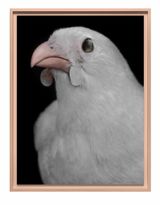 North Island kokako Callaeas wilsoni albino Remutaka Range 30 June 1883 collection of the Museum of New Zealand Te Papa Tongarewa Te Whanganui-a-Tara Wellington Aotearoa New Zealand by Fiona Pardington contemporary artwork print