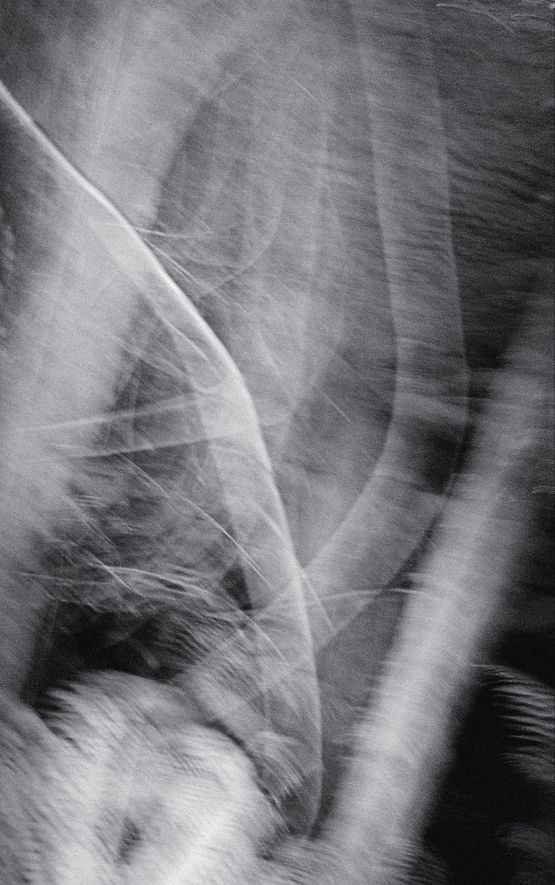 Nocturnal Assembly 5 by Anne Noble contemporary artwork Print