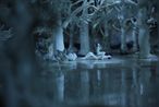 Mr Sea by Geng Xue contemporary artwork Moving Image