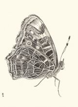 Butterfly by Zhang Yirong contemporary artwork drawing works on paper