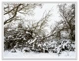 Hecke Feldberger Seenlandschaft by Thomas Struth contemporary artwork photography