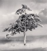 Tree in Snowdrift Yangcao Hill Wuchang Heilongjiang China by Michael Kenna contemporary artwork photography