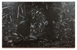 Untitled by Daniel Boyd contemporary artwork painting