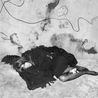 Selma Blair and Scruffy by Roger Ballen contemporary artwork Photography