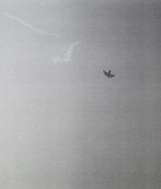 Untitled Bird by Felix Gonzalez-Torres contemporary artwork Works on Paper