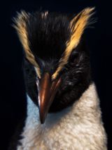 Fiordland Crested Penguin South Canterbury Museum by Fiona Pardington contemporary artwork print