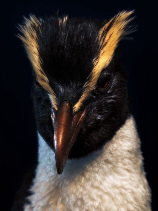 Fiordland Crested Penguin South Canterbury Museum by Fiona Pardington contemporary artwork Print
