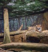 Jaguar and forest by Eric Pillot contemporary artwork photography