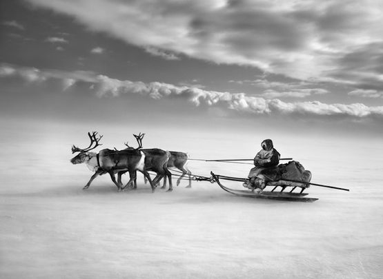 Nenets People Yamal Peninsula Siberia Russia single sledge by Sebastiao Salgado contemporary artwork Print