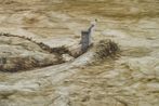 Rainy season comes-They said I should Fly Higher by Zhou Zixi contemporary artwork Painting