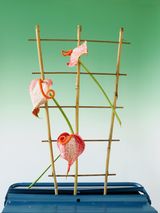 Lilly 2 by Annette Kelm contemporary artwork photography