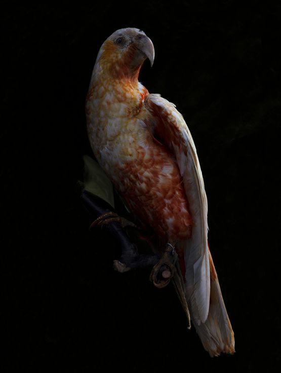 Kaka Nestor Meridionalis Canterbury Museum by Fiona Pardington contemporary artwork Photography