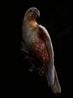 Kaka Nestor Meridionalis Canterbury Museum by Fiona Pardington contemporary artwork Photography