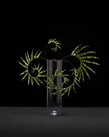 Plant 32 by Nina Katchadourian contemporary artwork painting sculpture works on paper