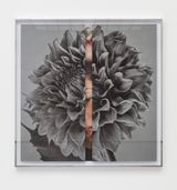 Hollywood Dahlia by Kathryn Andrews contemporary artwork mixed media